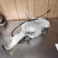 Washer Bottle SUBURBAN 1500 07 08 09 10 11 12 13 14