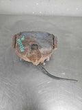 Caliper FORD ESCAPE Right 13 14 15 16 17 18 19